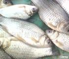 上海鱼苗批发价格，鱼苗养殖，鱼苗图片