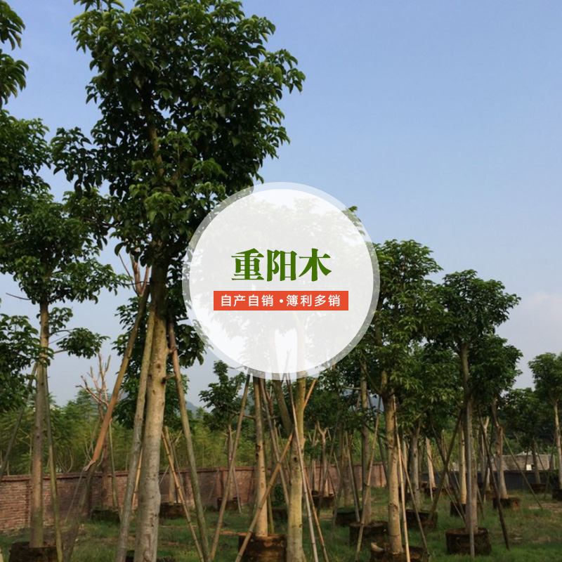 供应重阳木批发商 重阳木栽培技术 重阳木种植要求 景观重阳木