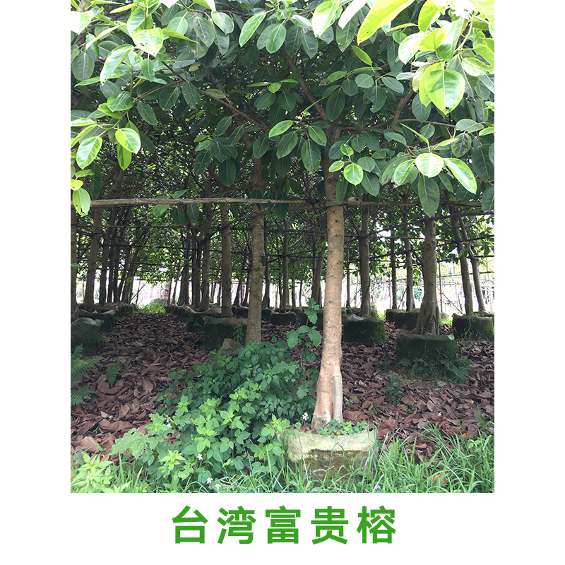 广西台湾富贵榕种植基地批发