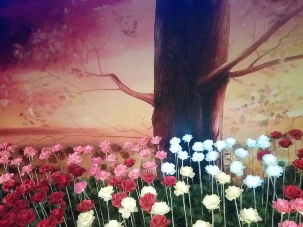 徐州市玫瑰花出租 现货10万只玫瑰花厂家