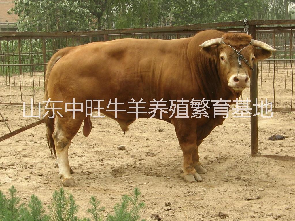 济宁市福建夏洛莱肉牛养殖技养殖技术厂家