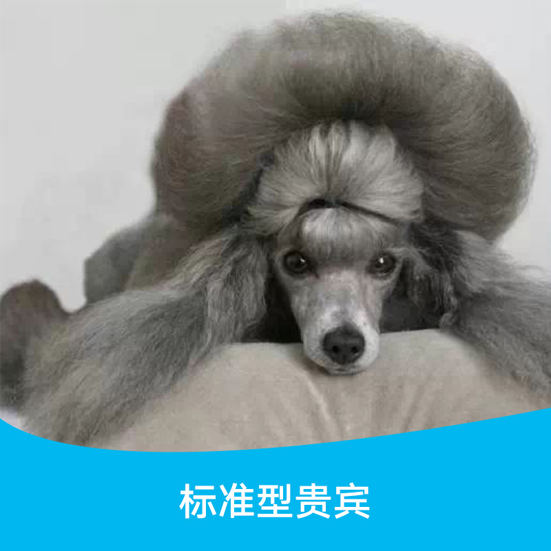 贵兵犬哪里有卖贵兵犬哪里有卖，广州花都哪里有宠物犬可以买，贵兵犬多少钱