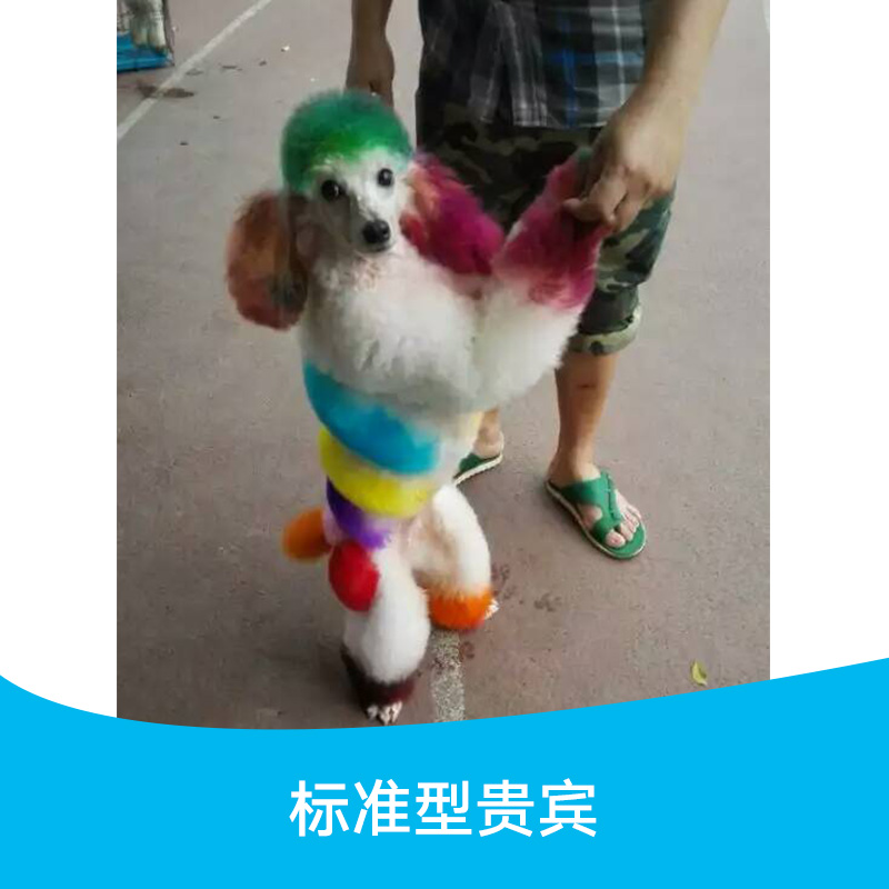 广州市贵兵犬哪里有卖厂家贵兵犬哪里有卖，广州花都哪里有宠物犬可以买，贵兵犬多少钱