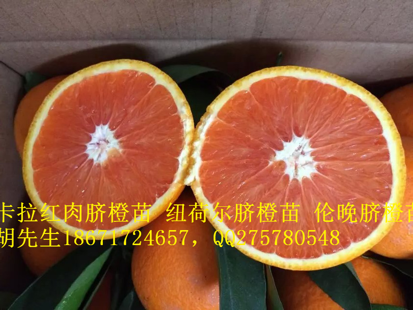 供应用于的2016年红肉脐橙苗血橙苗出售_一呼