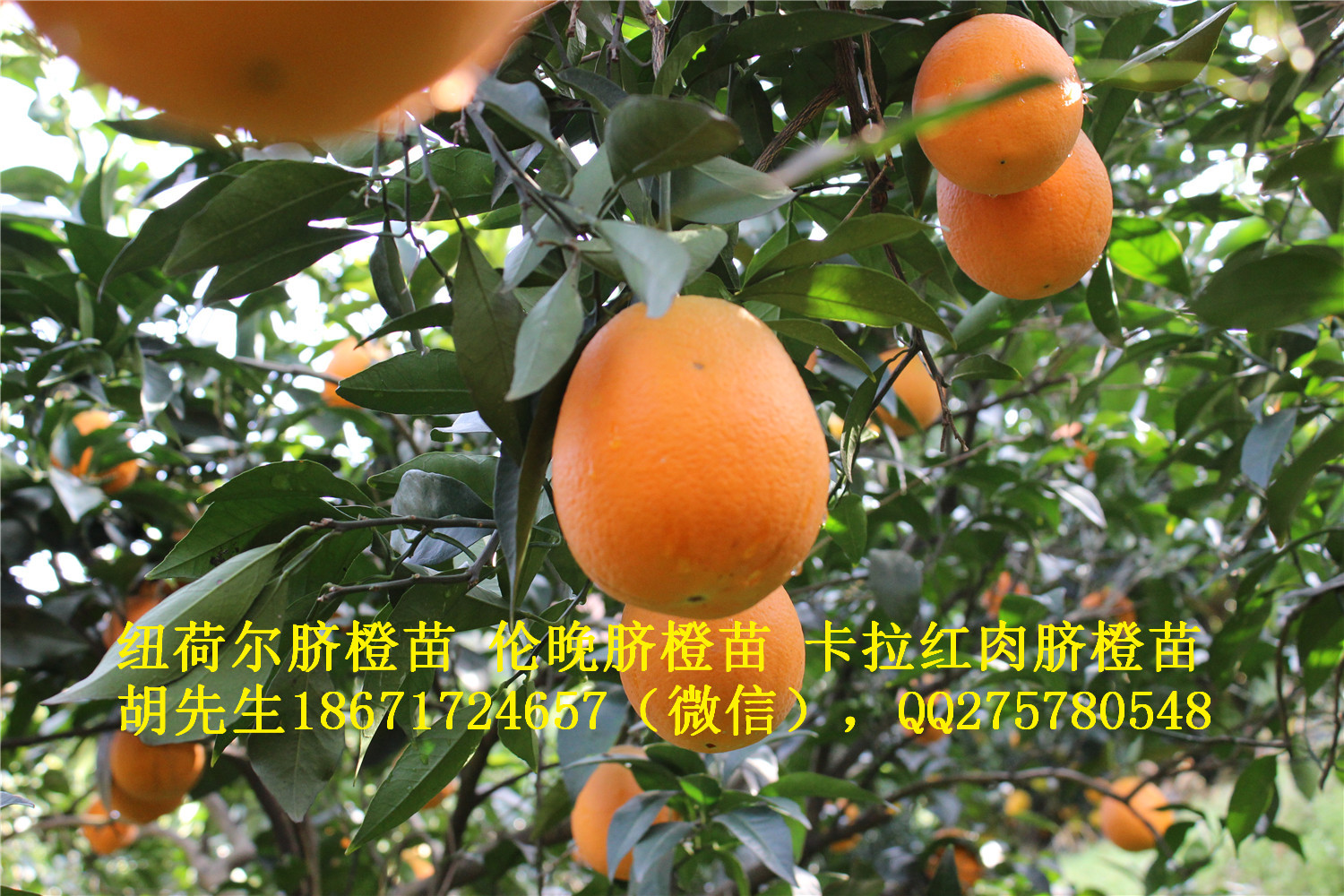 宜昌市纽荷尔脐橙苗大量出售2016年厂家供应用于的纽荷尔脐橙苗大量出售2016年
