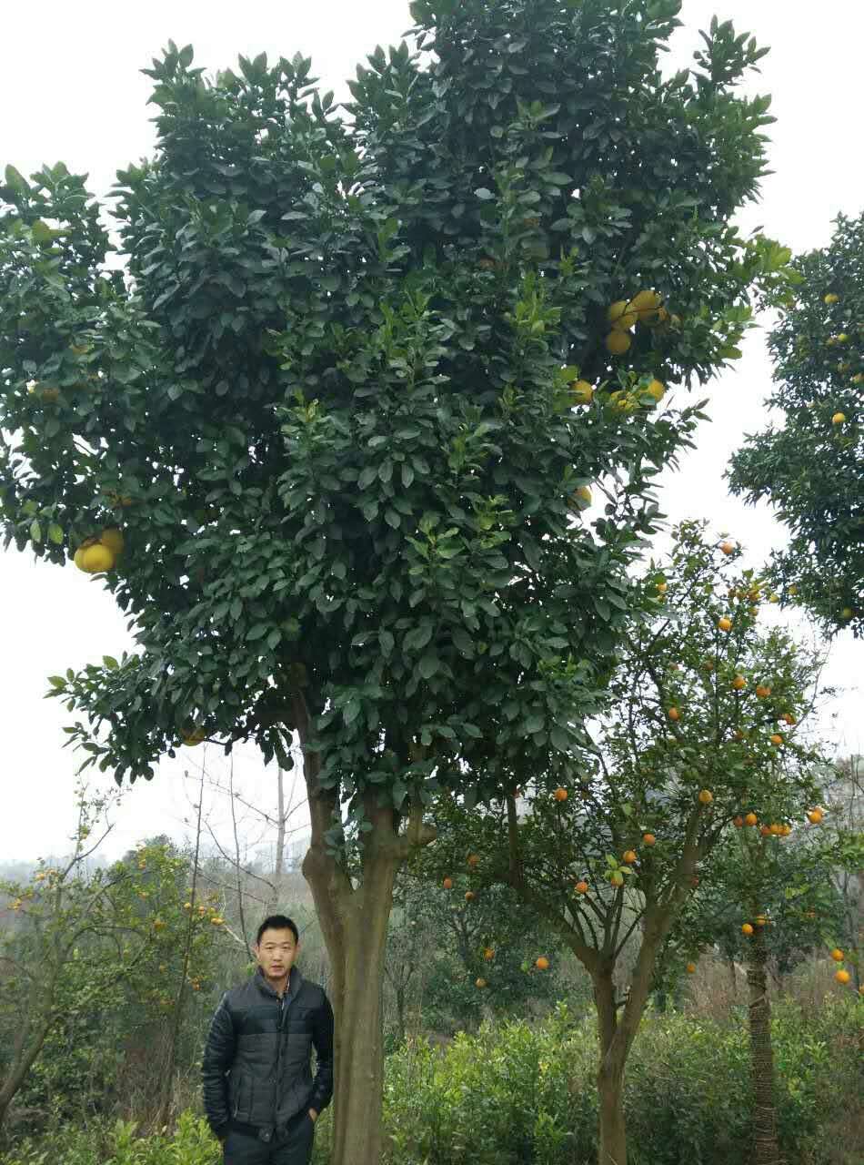 荆州市丛生柚子树  丛生香橼 丛生胡柚厂家