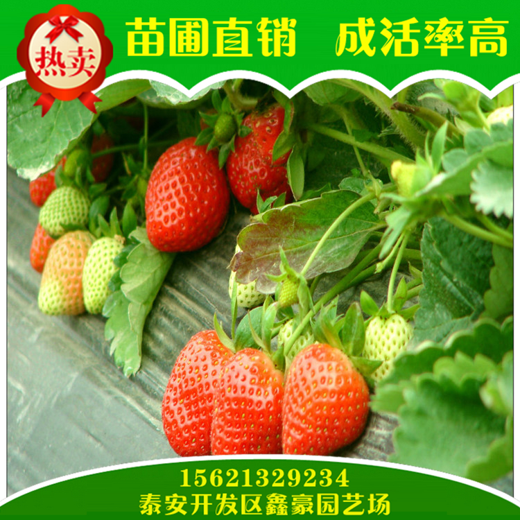 大棚采摘的草莓种苗  红颜草莓苗价格低廉量大优惠 价格 批发图片