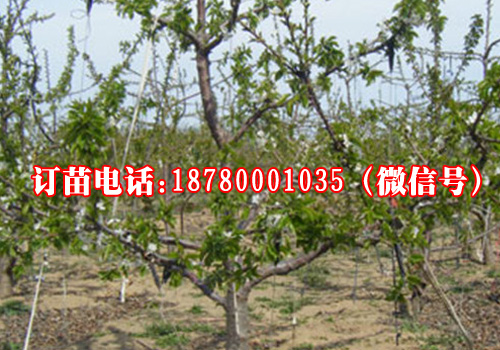 贵州大樱桃苗,提供大樱桃树苗种植供应贵州大樱桃苗,提供大樱桃树苗种植