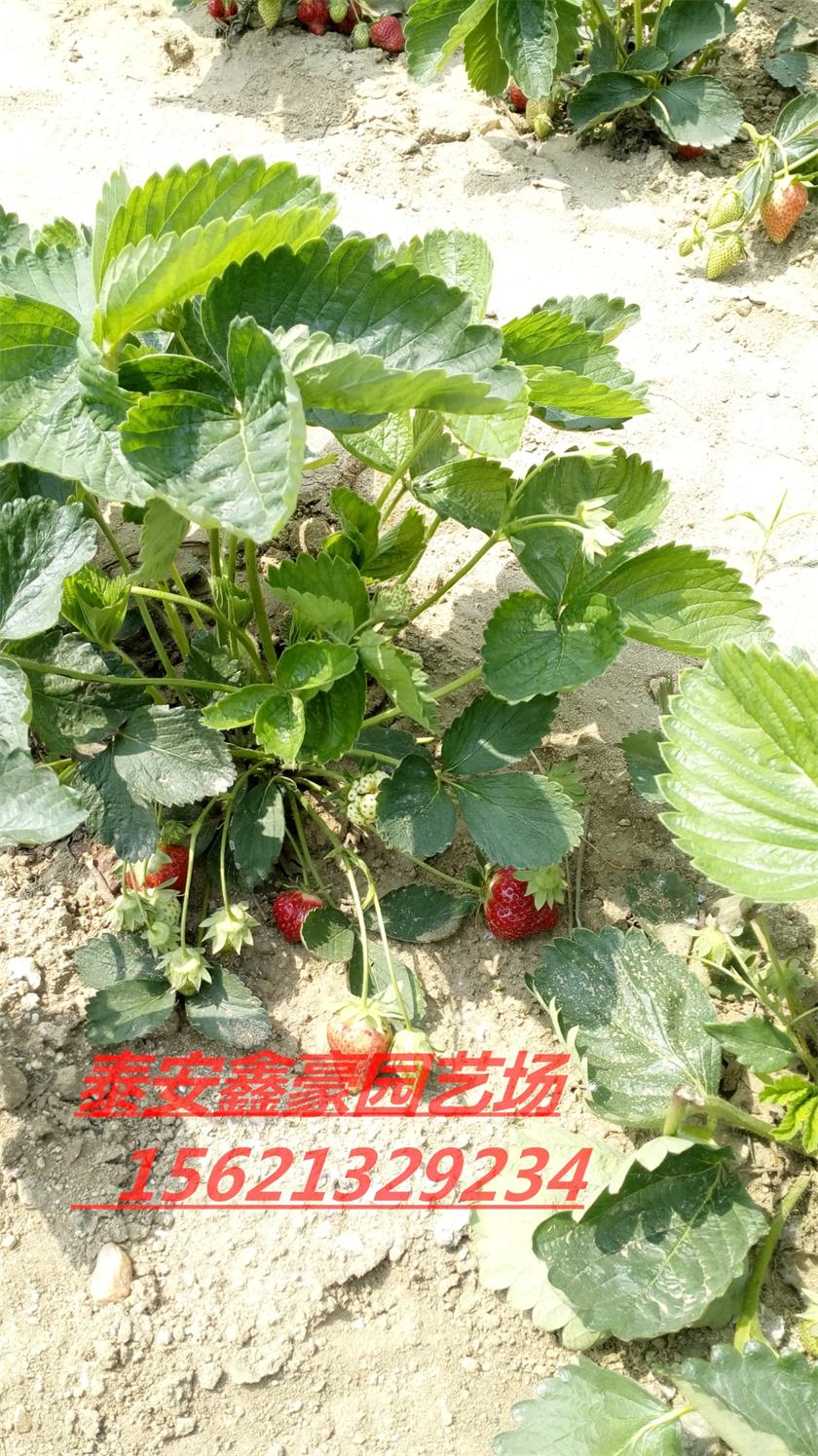 山东草莓苗价格 山东草莓苗批发 草莓苗多少钱一颗 甜宝草莓苗