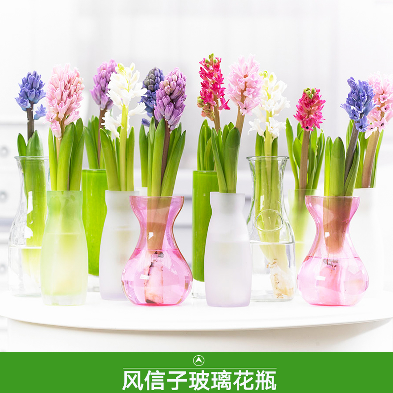徐州三江玻璃制品供应风信子玻璃花瓶、彩色透明玻璃水培花瓶图片