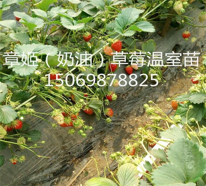 泰安市甜宝草莓苗厂家新疆甜宝草莓苗怎么种