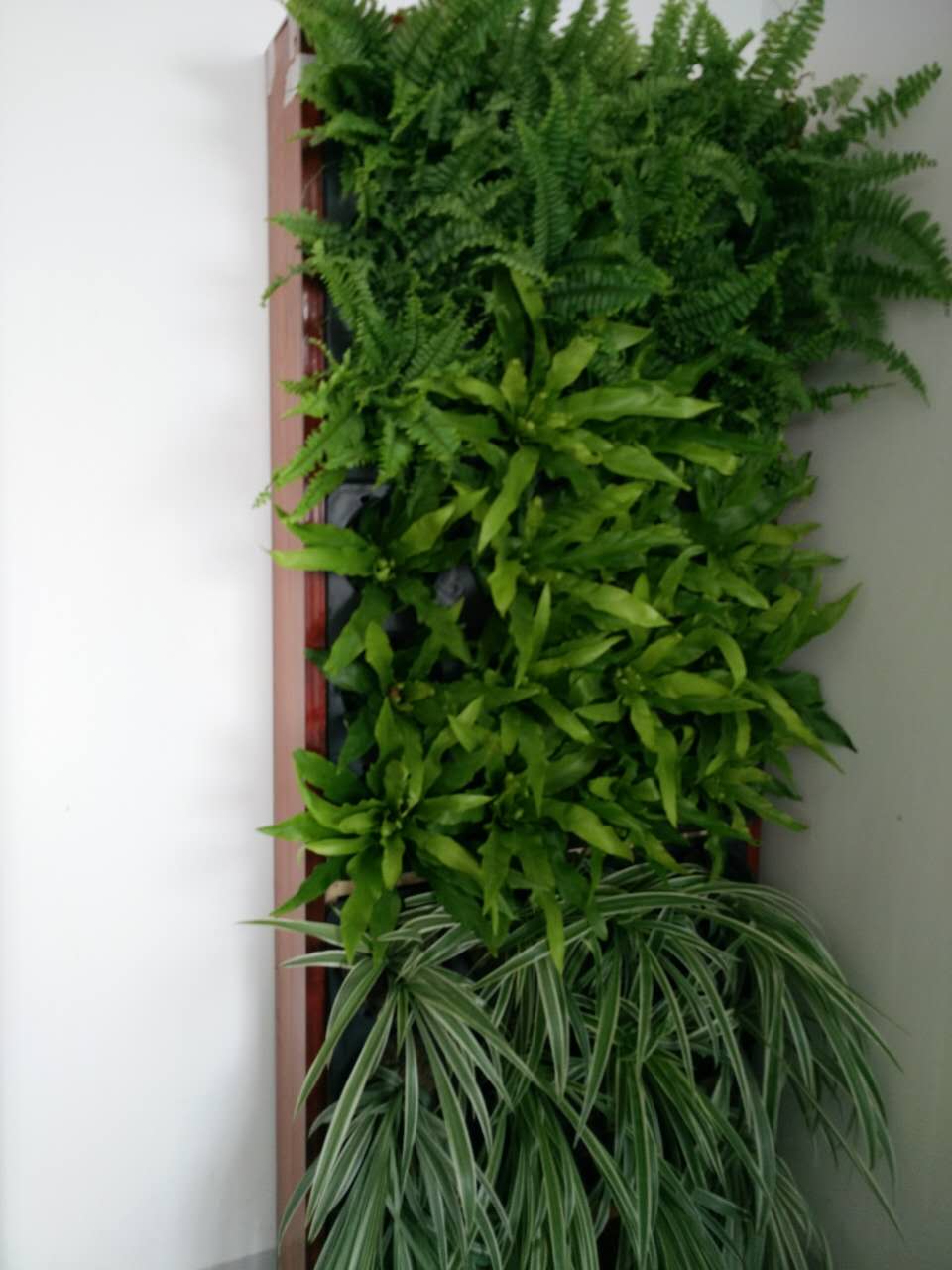 沈阳高端室内垂直绿化植物墙供应用于客厅|咖啡厅|会议室的沈阳高端室内垂直绿化植物墙
