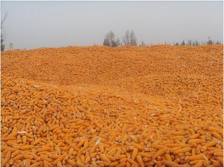 双辽市茂林镇喜善村腾达种植供应优质玉米图片