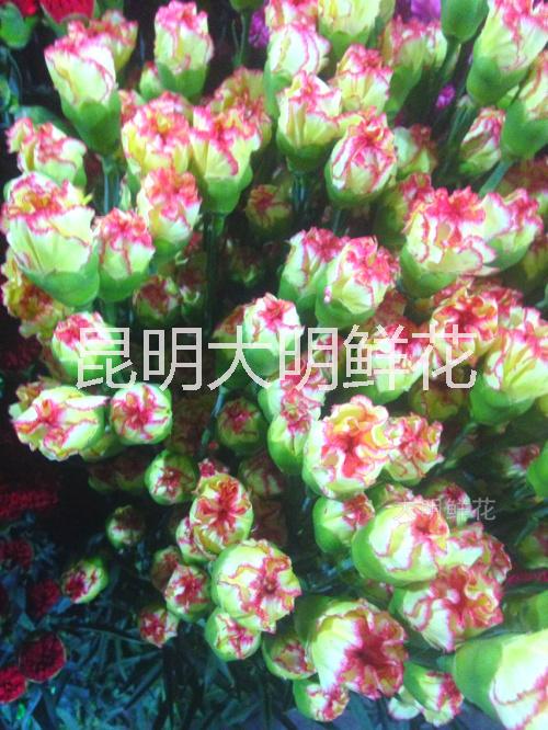 鲜花批发  康乃馨供应用于鲜花  鲜花批发  康乃馨昆明直供 价格优惠