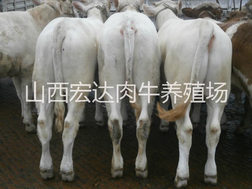 忻州市夏洛莱牛厂家