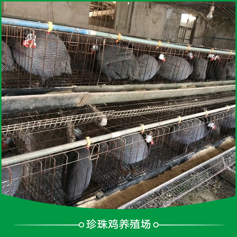 供应珍珠鸡养殖场 江苏珍珠鸡养殖场 珍珠鸡苗养殖场 江苏珍珠鸡苗图片