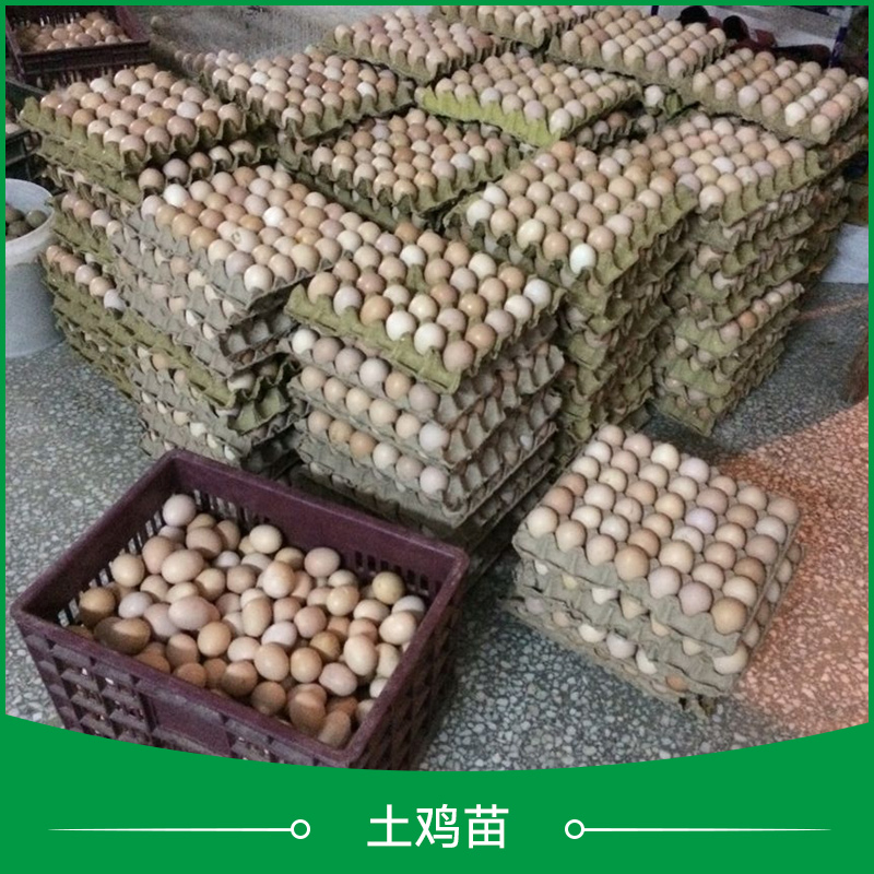 徐州市土鸡苗厂家供应土鸡苗 土鸡苗批发 土鸡苗养殖场 土鸡苗销售 土鸡苗价格