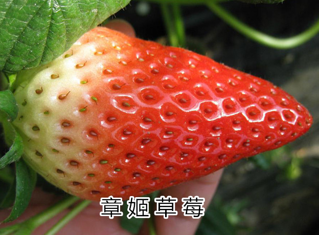 法兰地草莓苗100%品种纯正 泰东园艺场