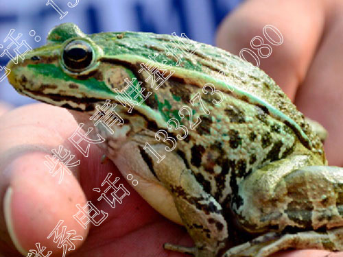 安化县黑斑蛙，成品商品青蛙田鸡批发