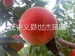 辽宁义县供应1公分优质燕红桃苗