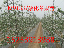 供应烟台M9T337自根砧矮化苹果苗，M9T337自根砧矮化苹果苗基地