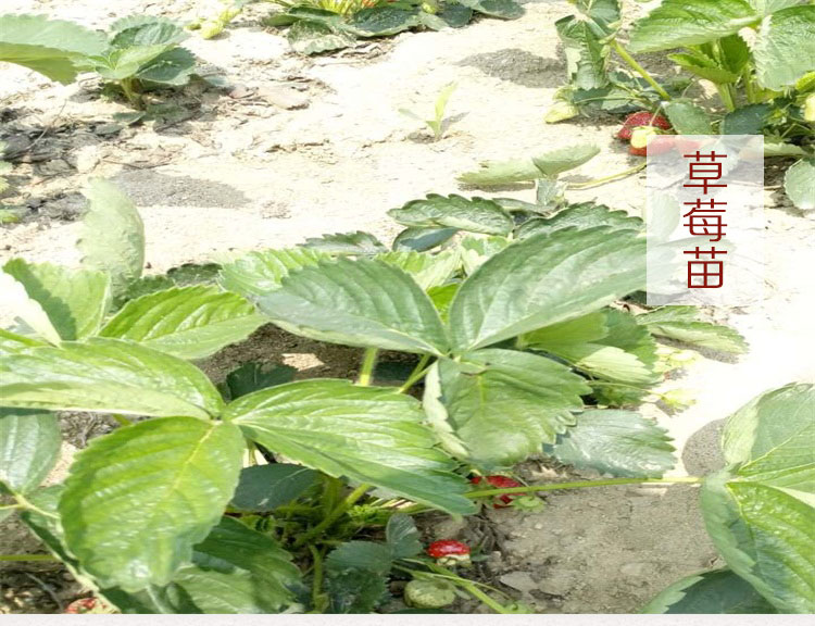 泰安市草莓苗新品种 山东草莓苗种植基地厂家