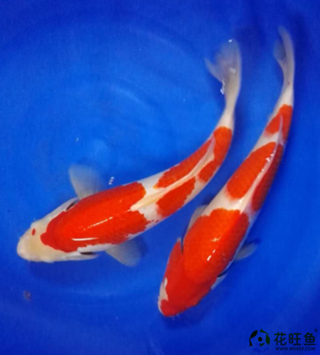 纯种锦鲤红白2-4段大型活体批发零售精选风水鱼全国包活图片