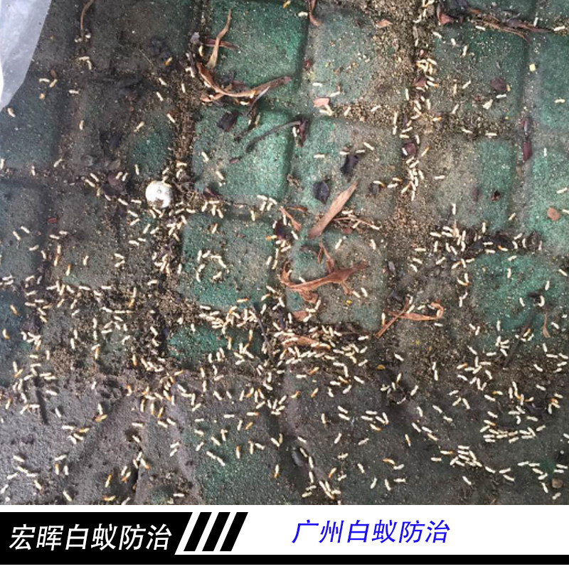 广州白蚁防治工程 建筑物药物处理预防白蚁 害虫白蚁诱杀防治