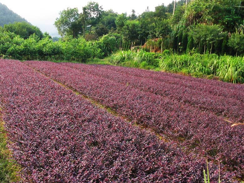 供应用于绿化的移栽造型红花继木古桩，红花继木苗，红花继木球图片