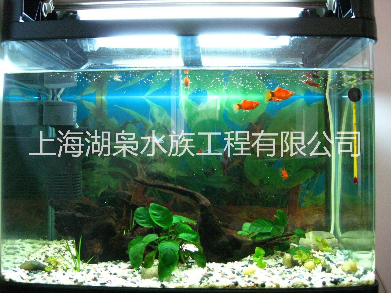广州办公室鱼缸批发