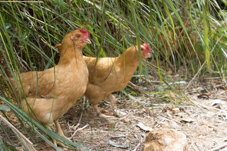 供应月子鸡预定就选达济生态鸡/月子鸡价格/月子鸡养殖