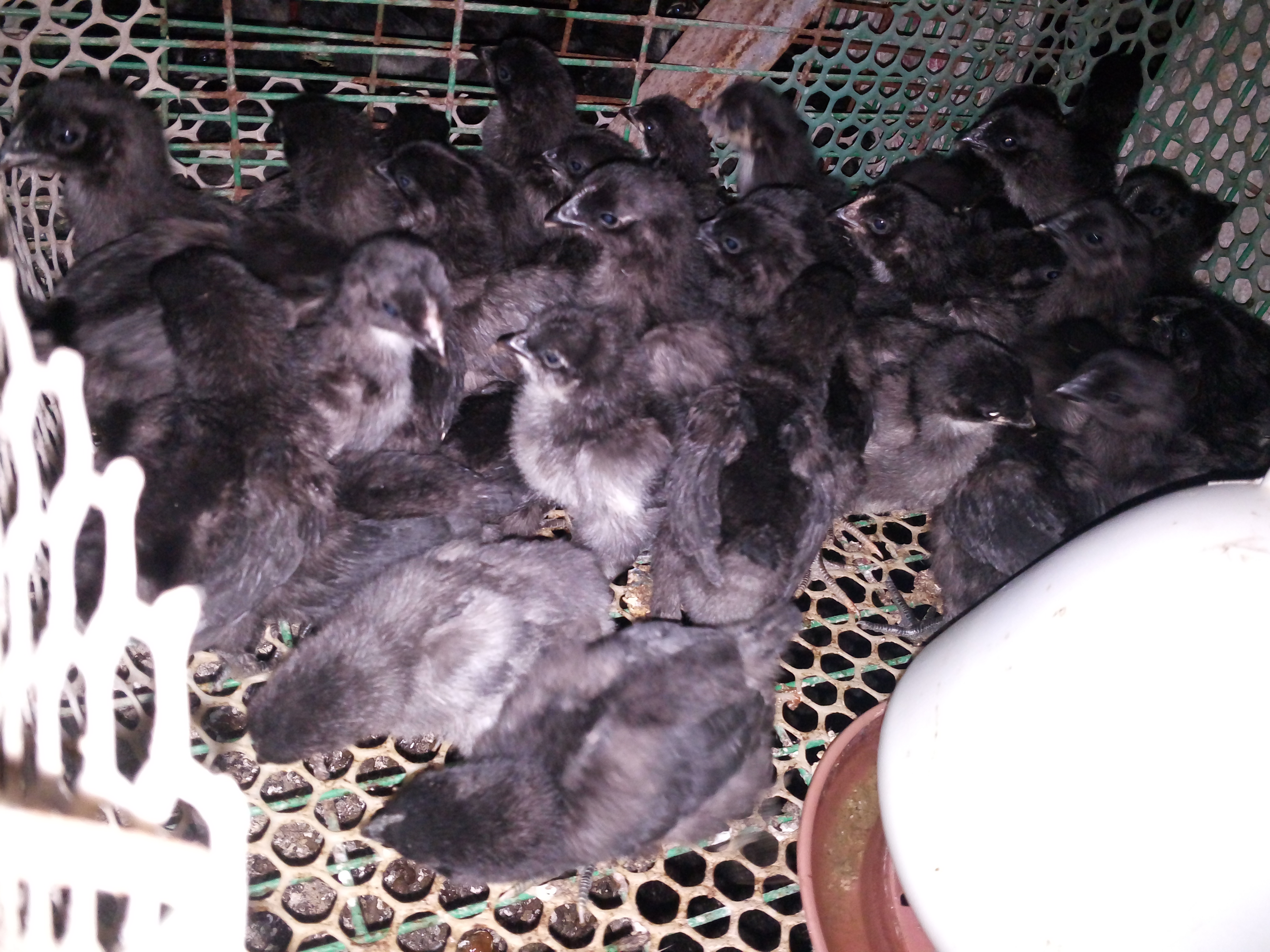 常年供应五黑鸡苗、高产黑羽红冠批发