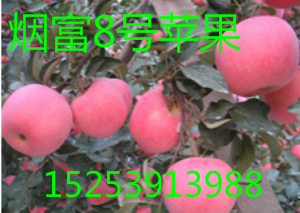 供应M9T337自根砧 M9T337自根砧价格 M9T337自根砧批发