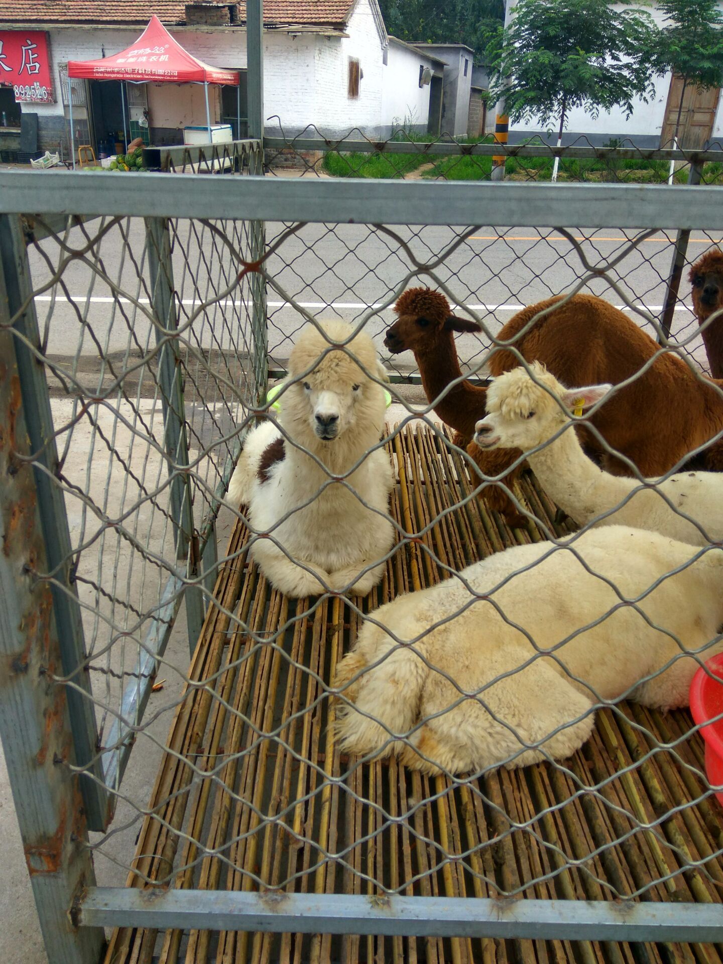 供应用于展览养殖的羊驼租赁展览