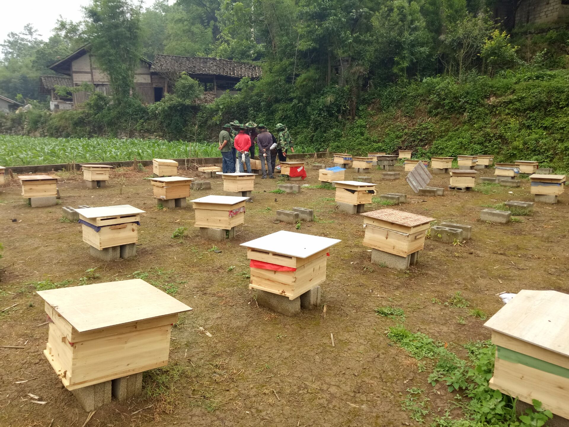 贵州犹氏蜜蜂养殖贵州中蜂出售贵州蜜蜂养殖基贵州中蜂养殖贵州土蜂出售