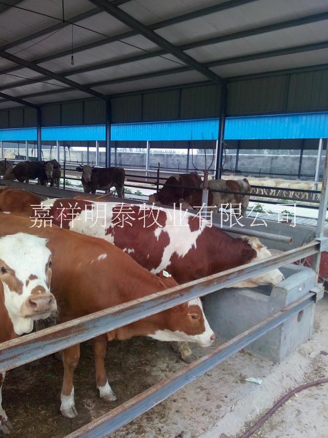 西门塔尔牛养殖场活牛牛犊最近价格 厂家报价肉牛牛犊小牛牛苗  西门塔尔牛养殖场技术图片