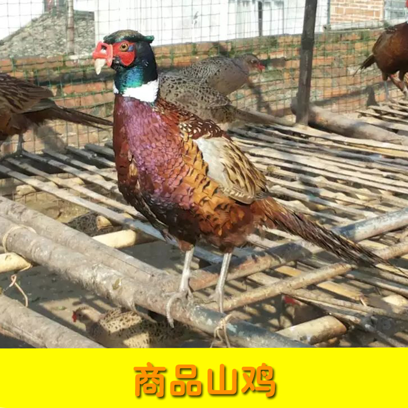 广西南宁商品山鸡养殖场批发
