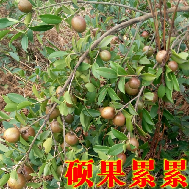 油茶苗 油茶苗批发 油茶树苗 高产嫁接油茶苗 -80cm高产嫁接油茶苗基地批发树苗良种苗木包邮