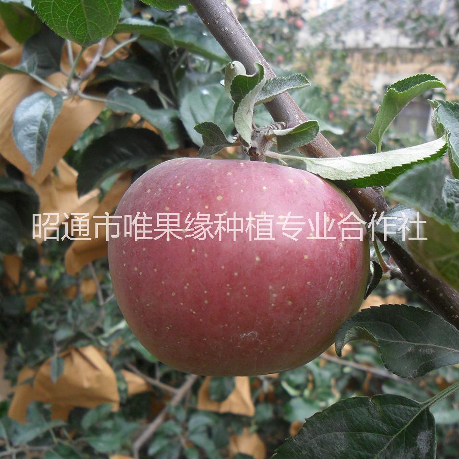 云南特产昭通苹果2001富士 云南苹果 昭通苹果 红富士苹果