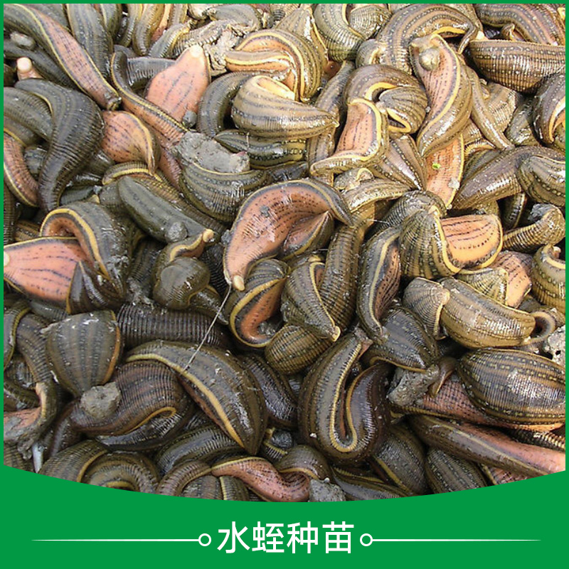 杭州水蛭种苗 水蛭种苗 水蛭幼苗 水蛭苗 清水水蛭 水蛭养殖图片