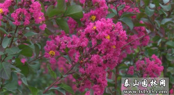 泰安市山东天鹅绒紫薇小苗厂家山东天鹅绒紫薇小苗种植基地