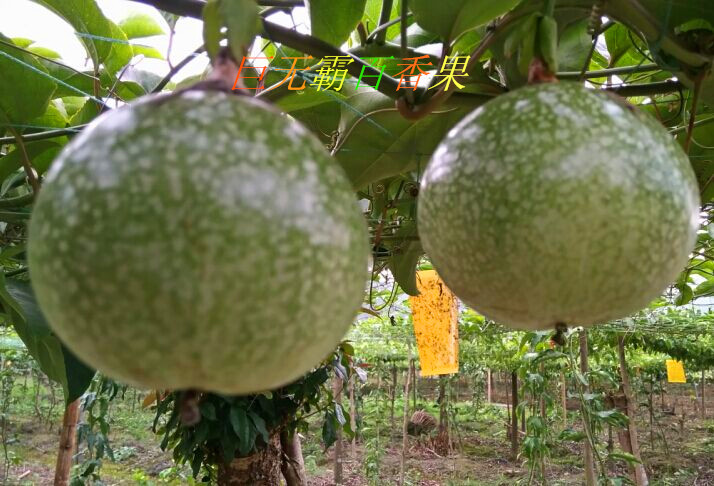 柳州百香果苗优质果苗种植基地-厂家报价直销供应商图片
