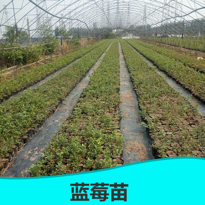 蓝莓苗 蓝莓苗基地 蓝莓苗种植 大量蓝莓苗 国玉园艺场图片
