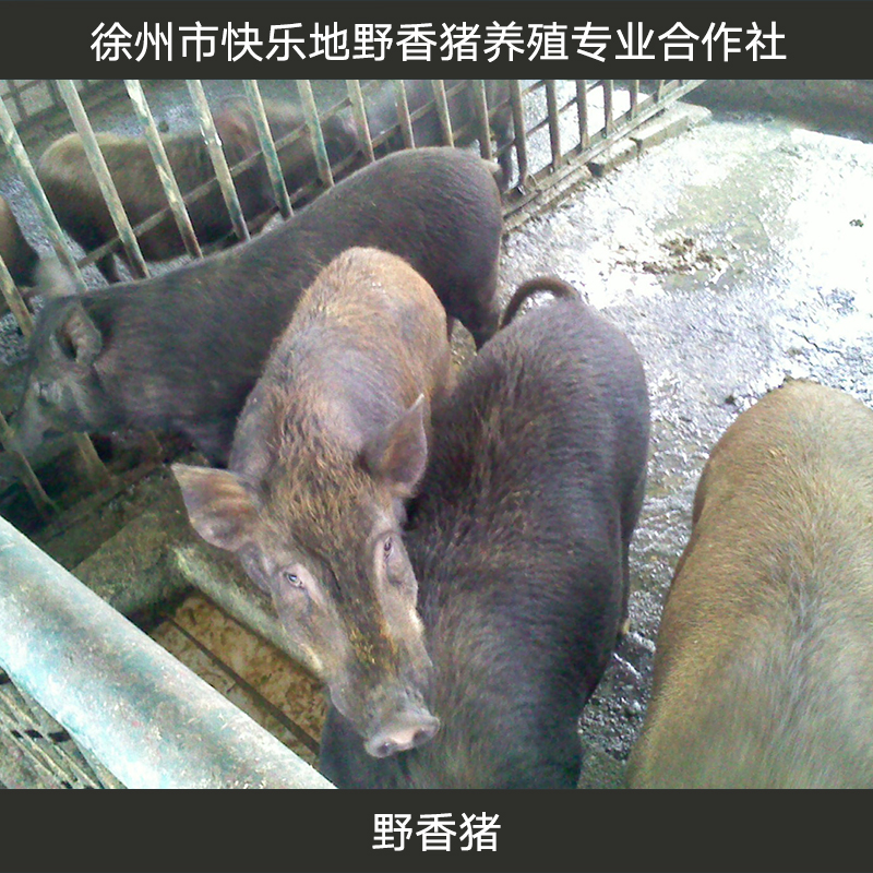 江苏徐州野香猪 野香猪养殖 香猪养殖 巴马香猪种猪 巴马香猪 特种野猪