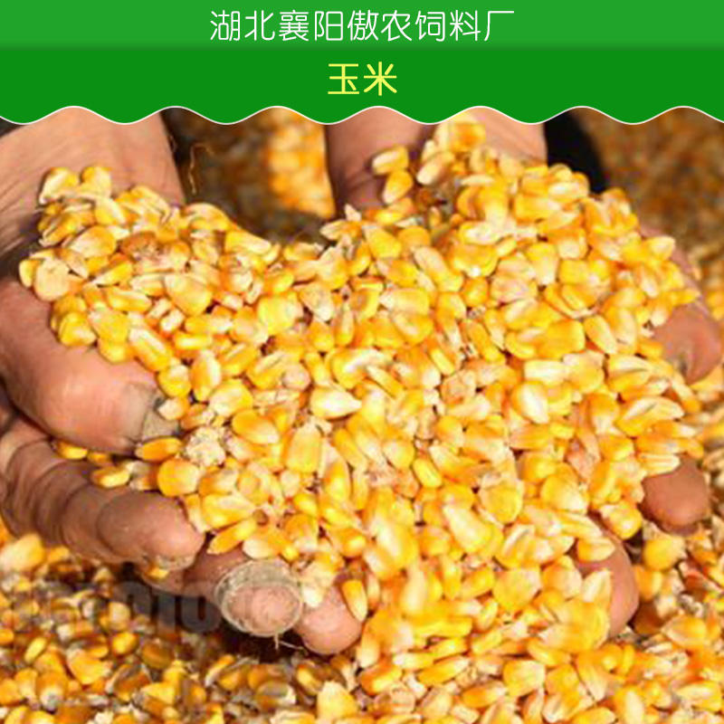 玉米 高价收购玉米 玉米粒 玉米渣原料 玉米价格