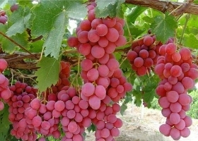 陕西葡萄价格，优质葡萄批发 陕西红提葡萄价格，葡萄批发产地