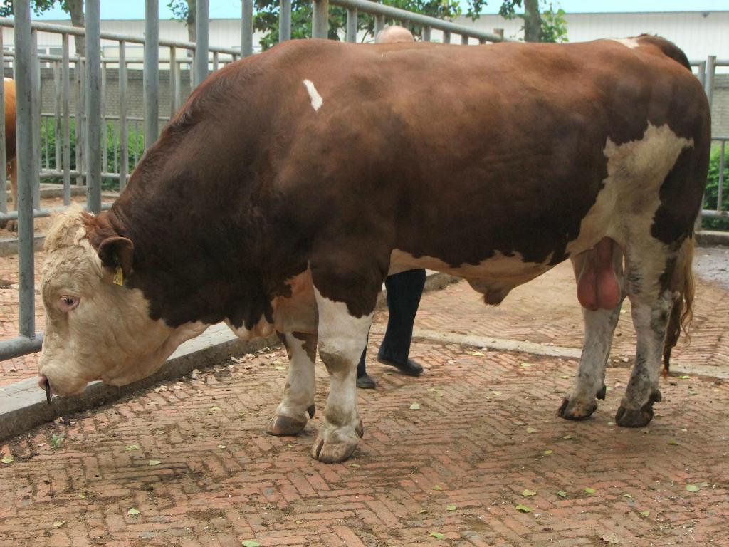 贵州肉牛大型养殖场种牛养殖技术小牛犊市场行情图片