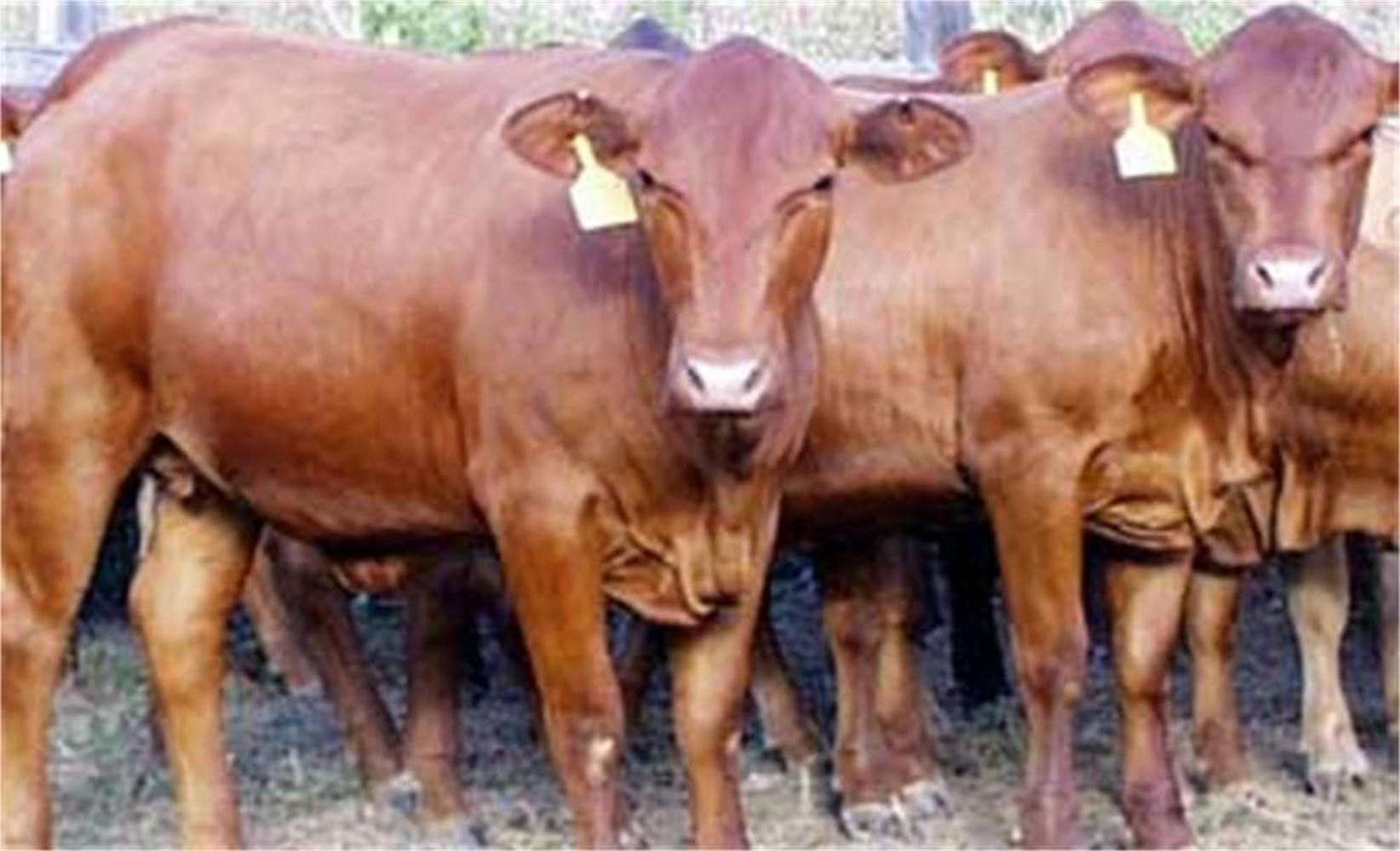 供应运城鲁西黄牛种牛，黄牛养殖基地，种牛的饲养方法，市场行情 山西运城鲁西黄牛种牛图片