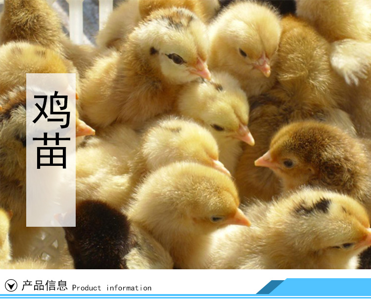 广州市广东芦花鸡鸡苗养殖价格厂家