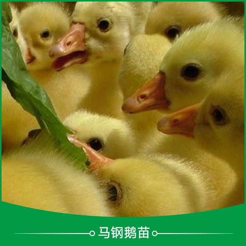 湖南鹅苗多少钱一只-鹅苗多少钱 鹅苗价格 鹅苗报价-广州惠民禽业有限公司图片